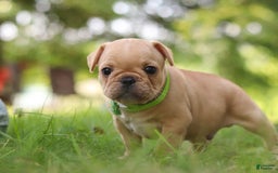 French Bulldog dogs for sale: Ryder - Image 1
