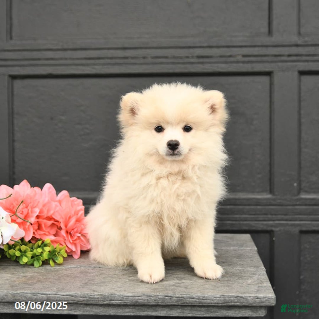 Pomeranian dogs for sale: Pomeranian 3 puppies - Image 2