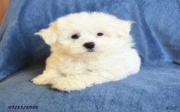 Maltese dogs for sale: Chad - Image 1