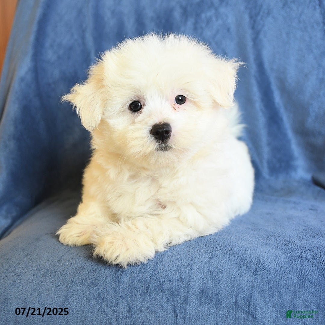 Maltese dogs for sale: Chad - Image 1