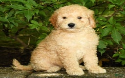 Mini Goldendoodle dogs for sale: Lincoln - Image 8