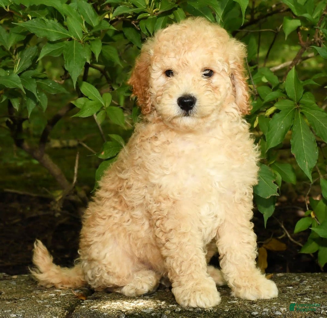 Mini Goldendoodle dogs for sale: Lincoln - Image 8