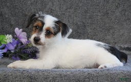 Yorkshire Terrier dogs for sale: Teeko - Image 3