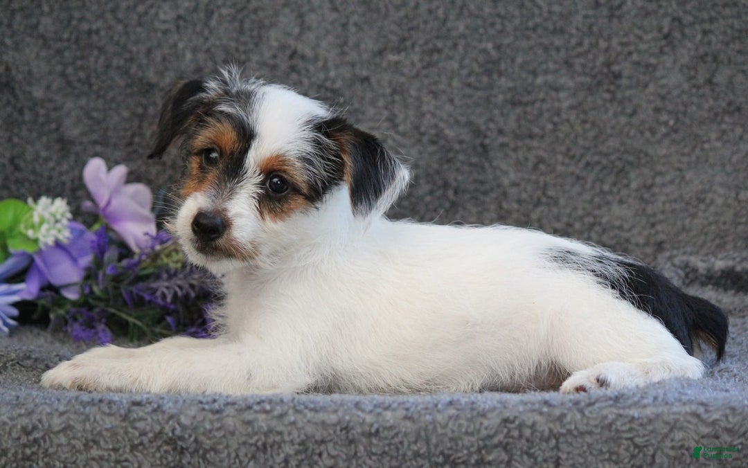 Yorkshire Terrier dogs for sale: Teeko - Image 3