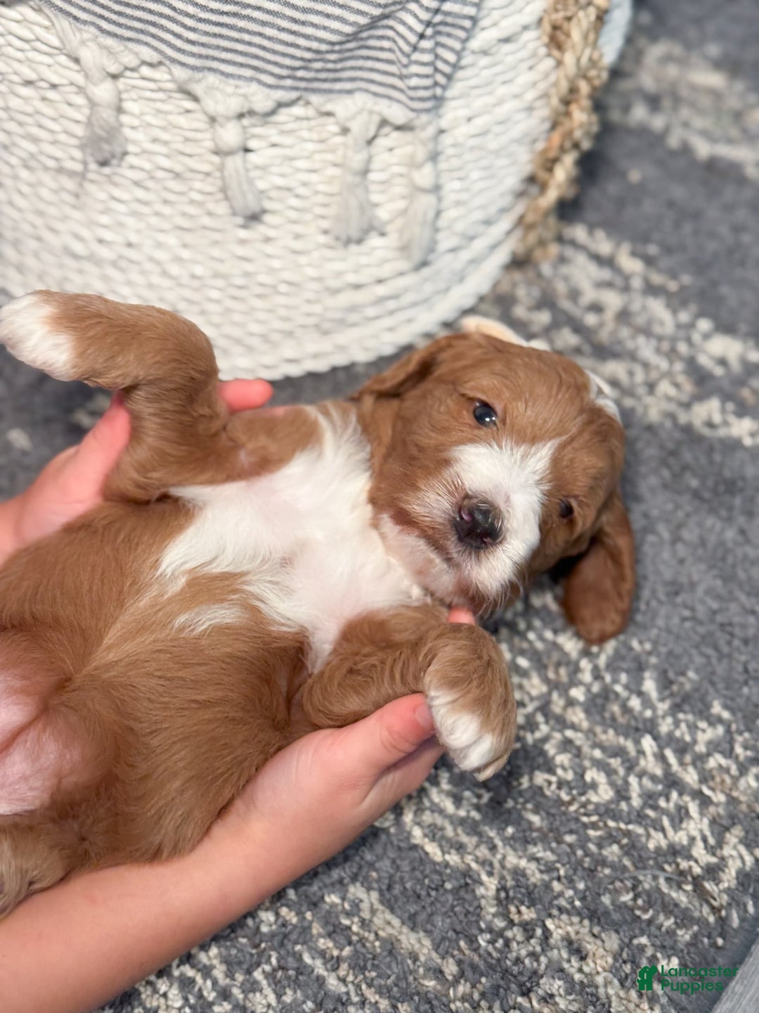 Goldendoodle dogs for sale: Charlotte - Image 14