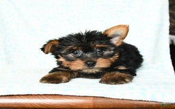 Yorkshire Terrier dogs for sale: Checkers - Image 5