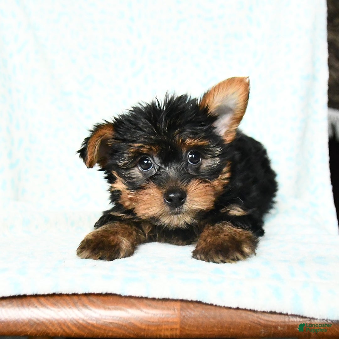 Yorkshire Terrier dogs for sale: Checkers - Image 5