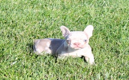 French Bulldog dogs for sale: Wesley - Image 4