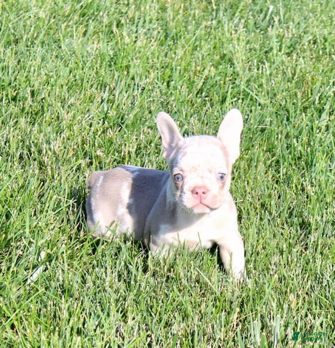 French Bulldog dogs for sale: Wesley - Image 4