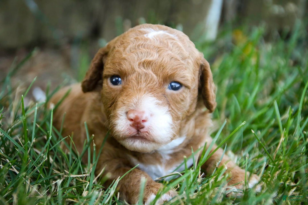 Miniature Poodle dogs for sale: Miniature Poodle 4 puppies - Image 21