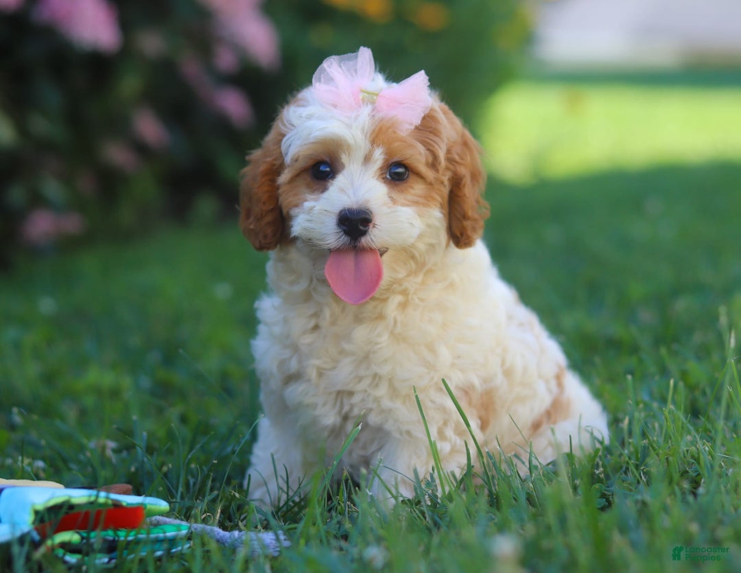 Cavapoo dogs for sale: Ellie - Image 2
