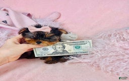 Yorkshire Terrier dogs for sale: Maggie - Image 1