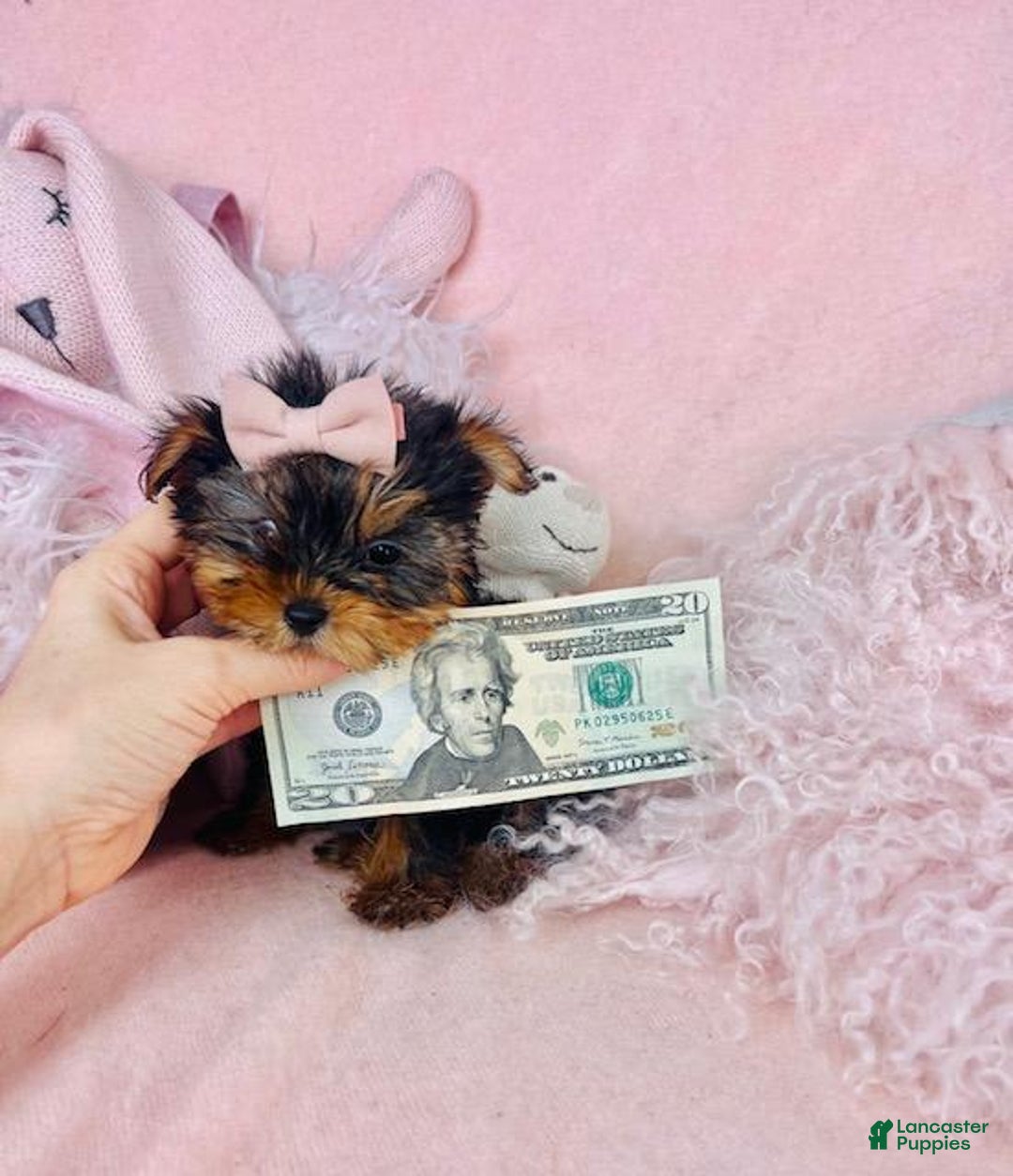 Yorkshire Terrier dogs for sale: Maggie - Image 1