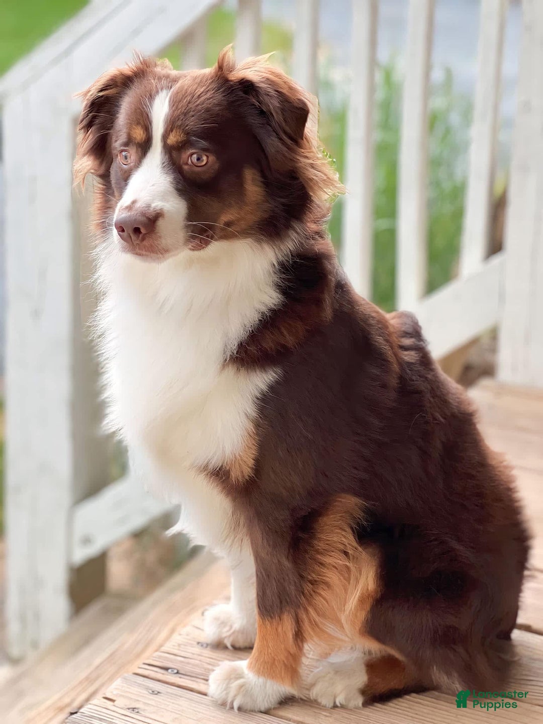 Miniature Australian Shepherd dogs for sale: Daisy - Image 11