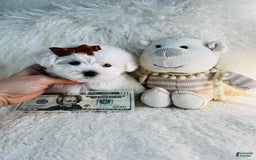 Maltese dogs for sale: Milo - Image 1