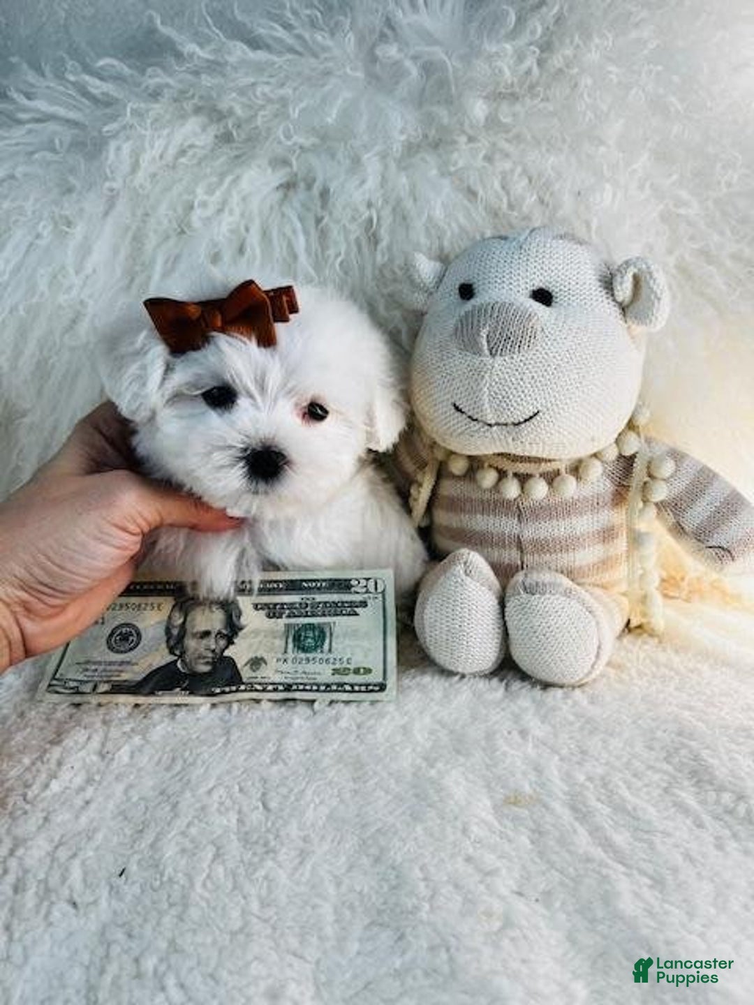Maltese dogs for sale: Milo - Image 1