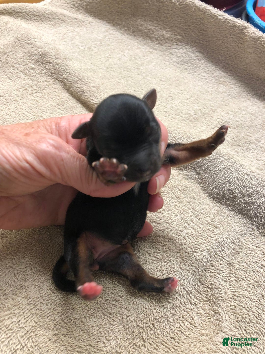 Yorkshire Terrier dogs for sale: Nessie - Image 2