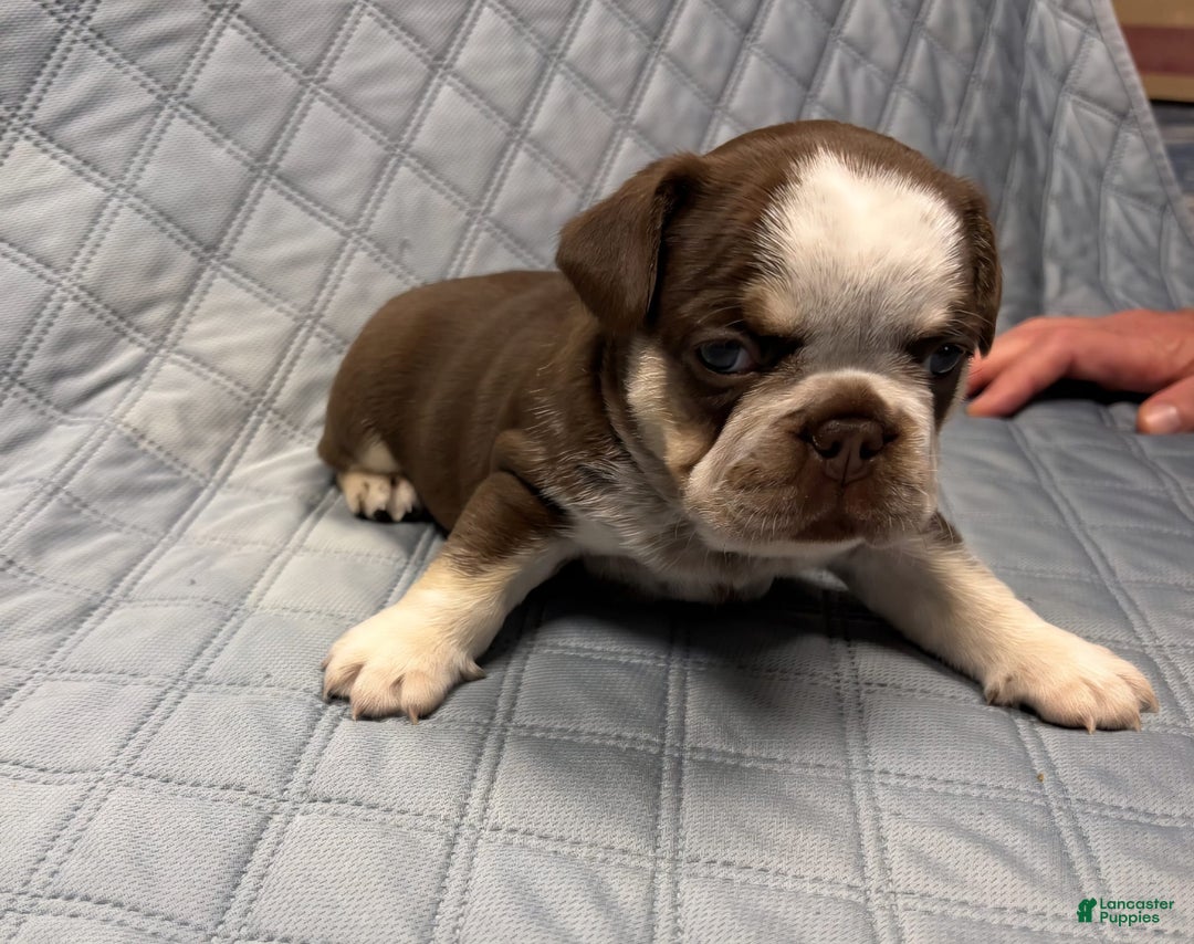 French Bulldog dogs for sale: Cowgirl - Image 4