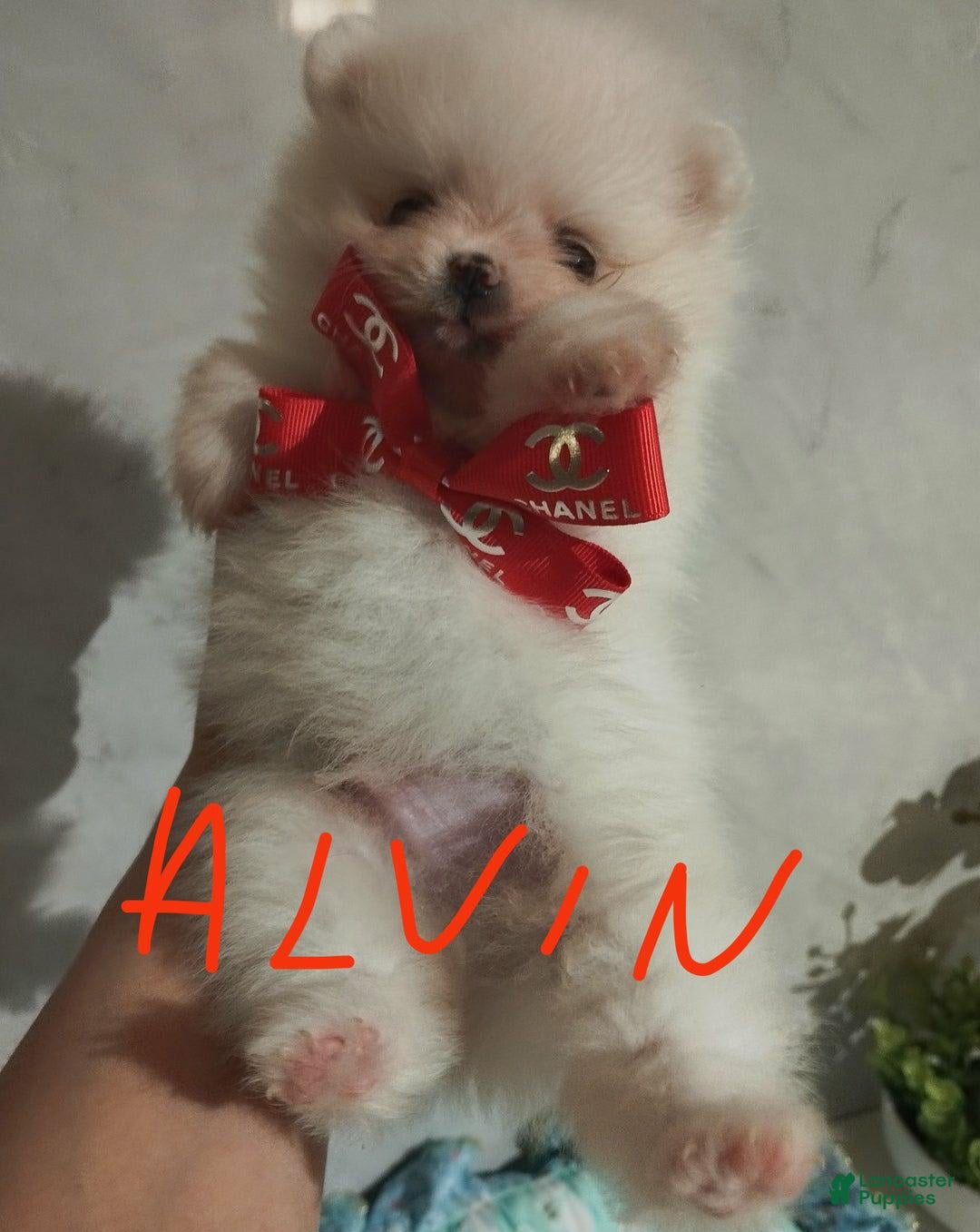 Pomeranian dogs for sale: Alvin - Image 4