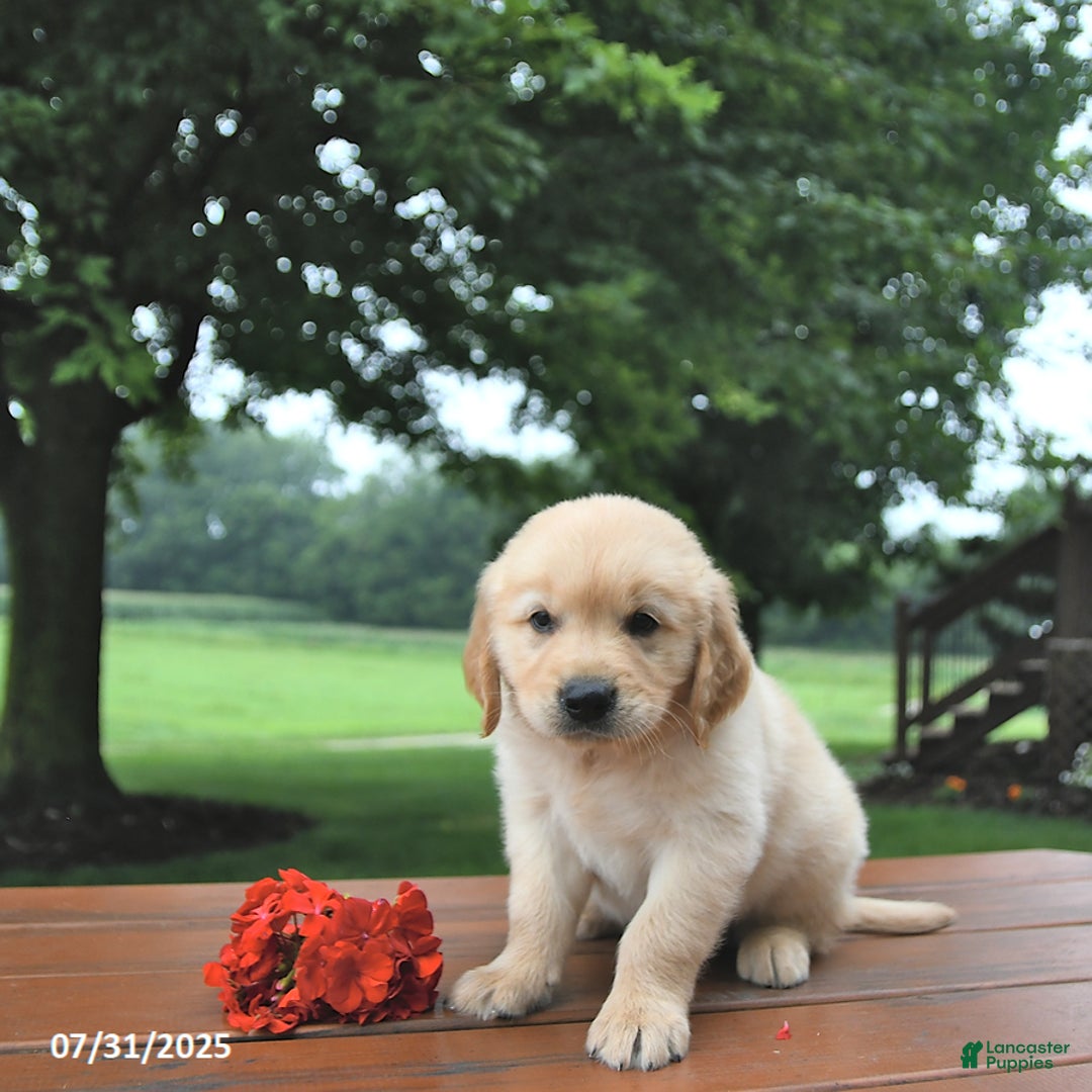 Golden Retriever dogs for sale: Golden Retriever 8 puppies - Image 15