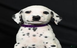 Dalmatian dogs for sale: Max - Image 2