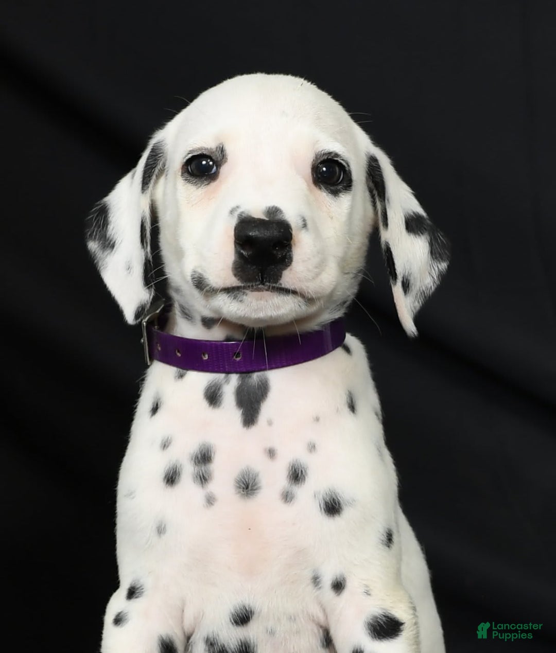 Dalmatian dogs for sale: Max - Image 2