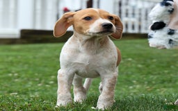 Beagle dogs for sale: Cookie - Image 9