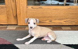 Italian Greyhound dogs for sale: Jj - Image 8