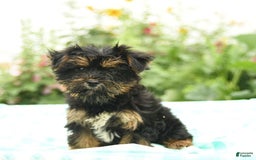 Morkie dogs for sale: Bella - Image 4
