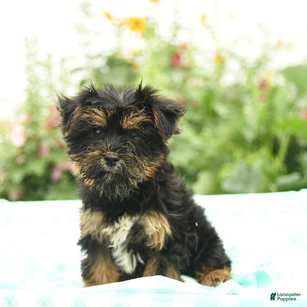 Morkie dogs for sale: Bella - Image 4