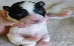 Toy Poodle dogs for sale: Zara Parti Girl - Image 8