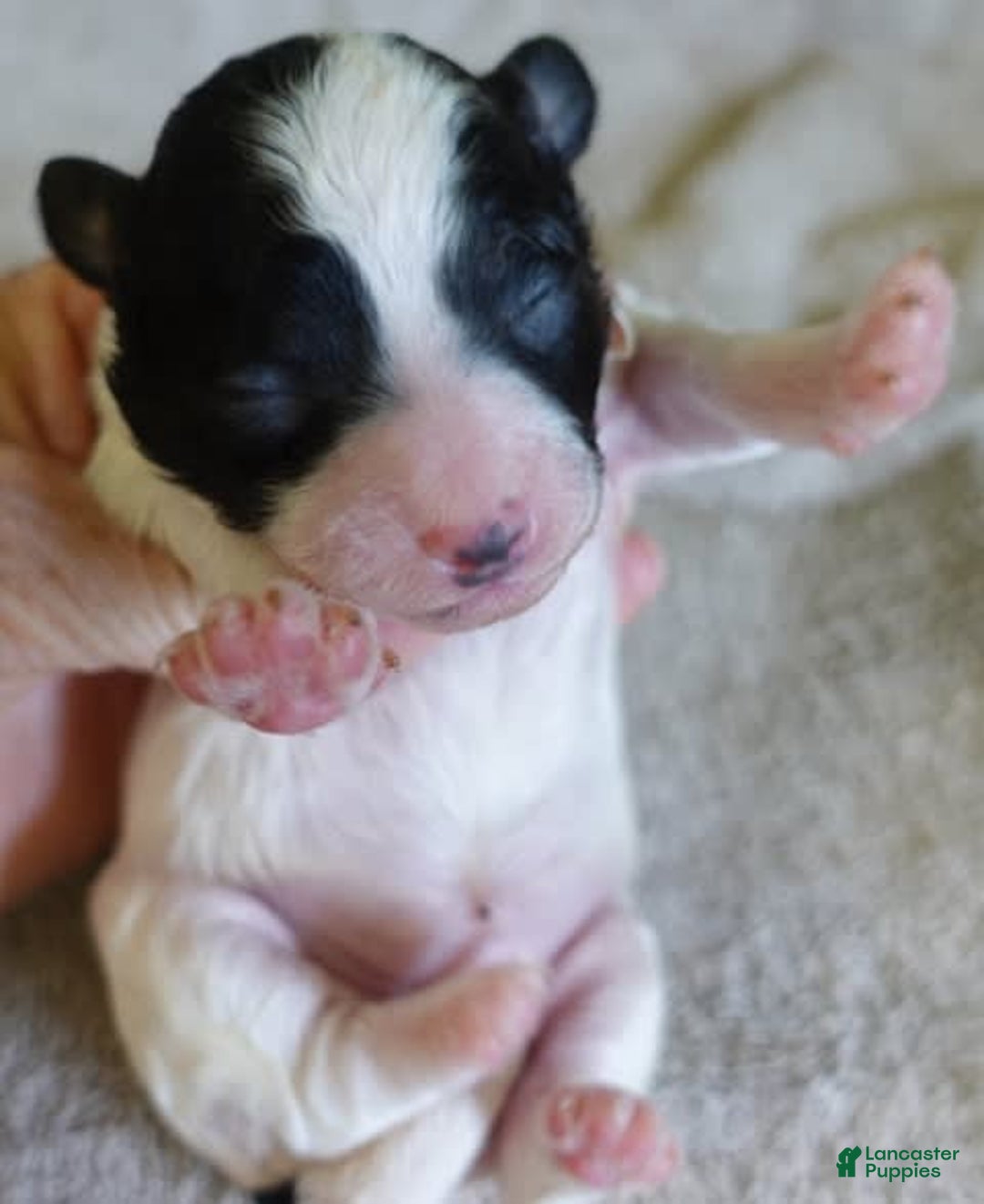 Toy Poodle dogs for sale: Zara Parti Girl - Image 8