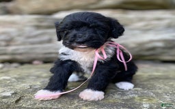 Portuguese Water Dog dogs for sale: Taylor - Image 9