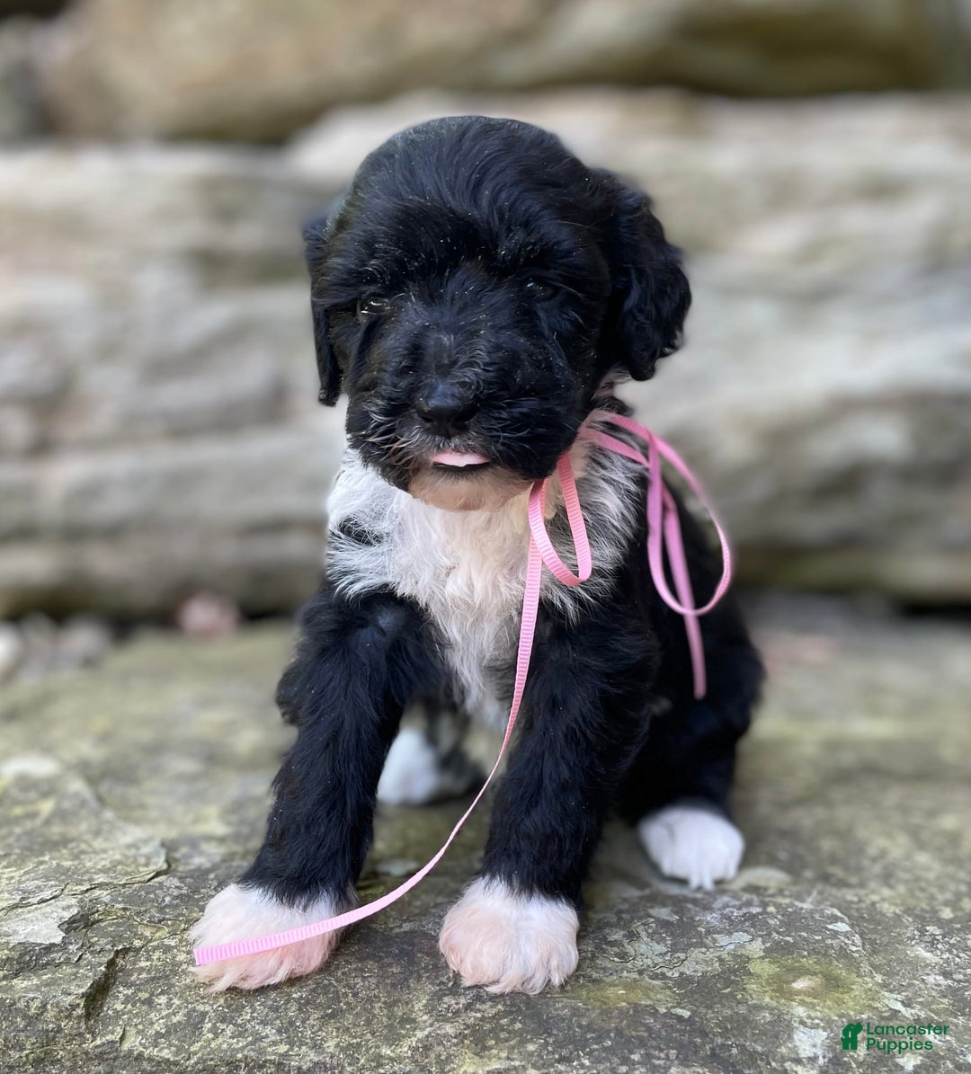 Portuguese Water Dog dogs for sale: Taylor - Image 9