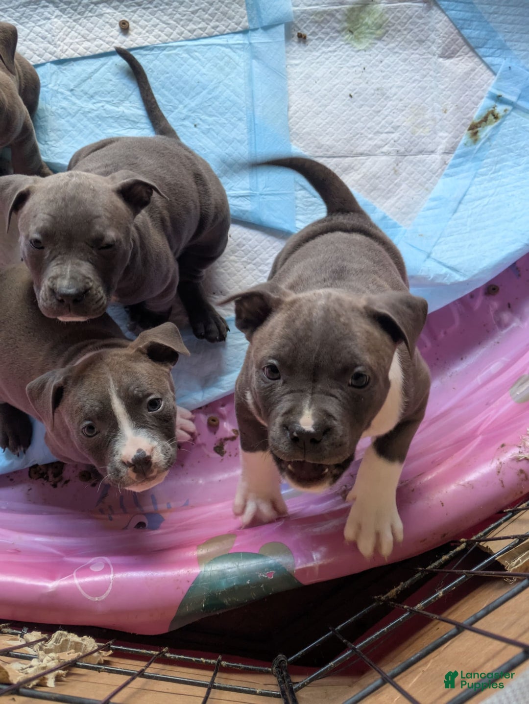 American Pit Bull Terrier dogs for sale: Piglet - Image 8