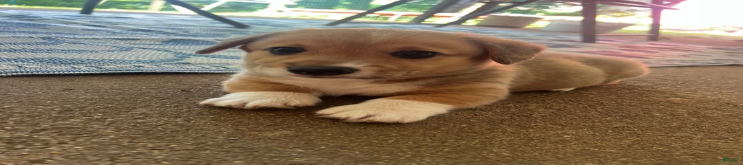 Murphy