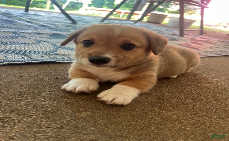 Welsh Corgi Pembroke dogs for sale - Ad 2