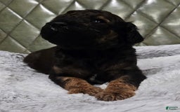 Standard Poodle dogs for sale: Koda - Image 1