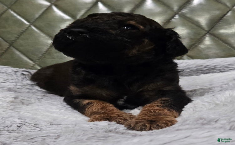Standard Poodle dogs for sale - Ad 4
