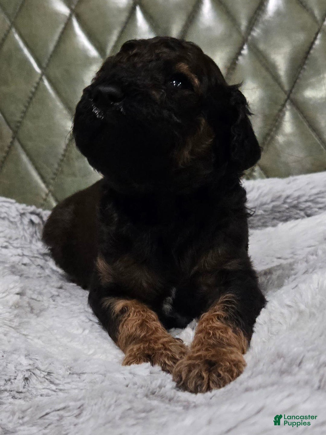 Standard Poodle dogs for sale: Koda - Image 1