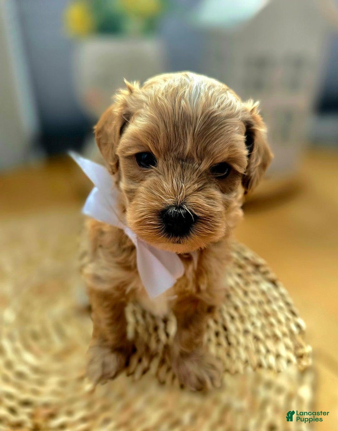 Maltipoo dogs for sale: Maxxy - Image 4