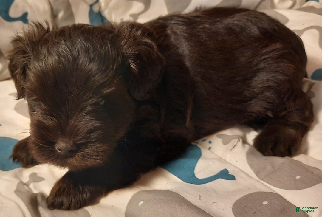 Miniature Schnauzer dogs for sale: Boy1 - Image 18