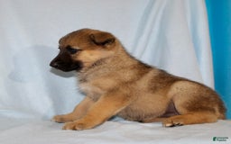 German Shepherd dogs for sale: Tiny - Image 6