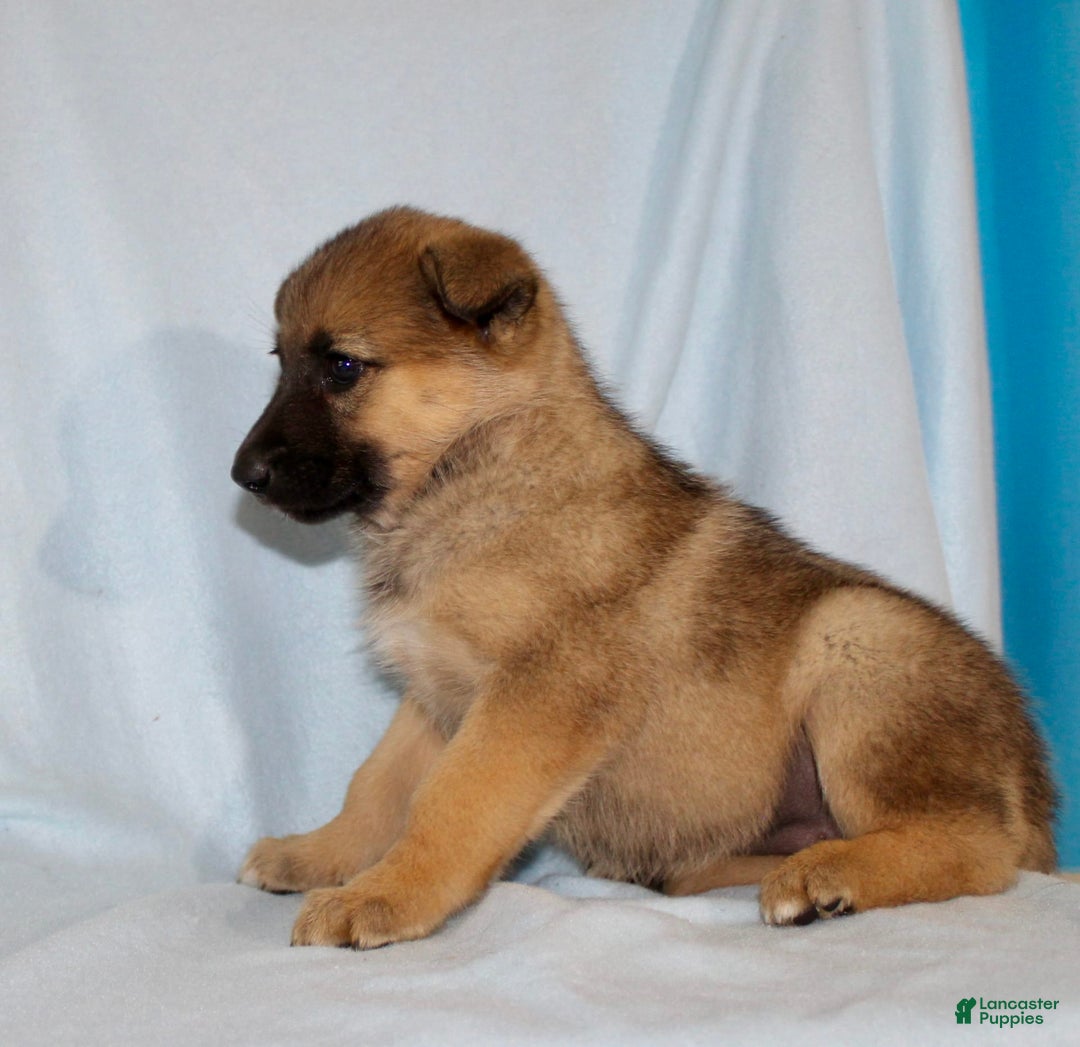 German Shepherd dogs for sale: Tiny - Image 6