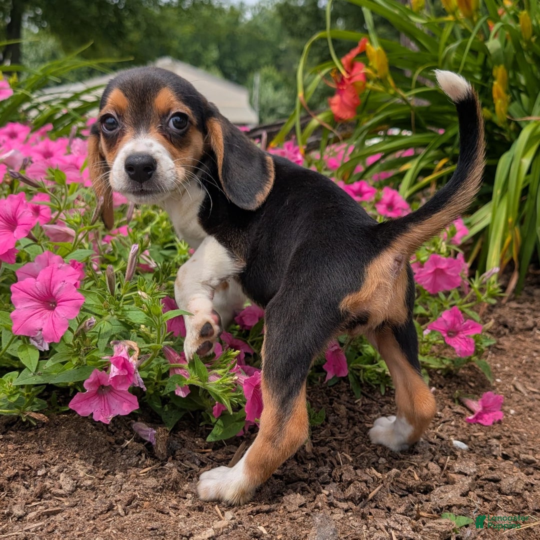 Beagle dogs for sale: Cream - Image 8