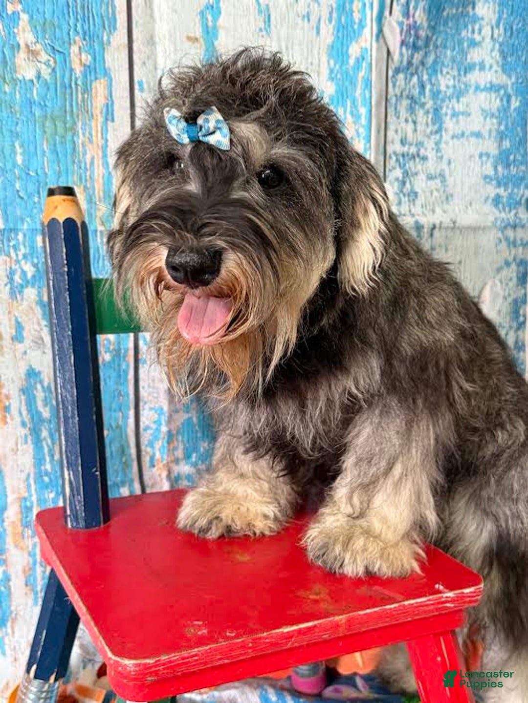 Miniature Schnauzer dogs for sale: Hunter - Image 1