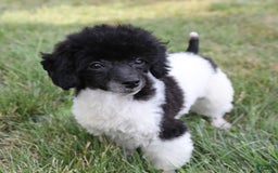 Miniature Poodle dogs for sale: Nugget - Image 5