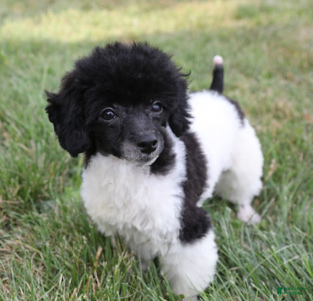 Miniature Poodle dogs for sale: Nugget - Image 5