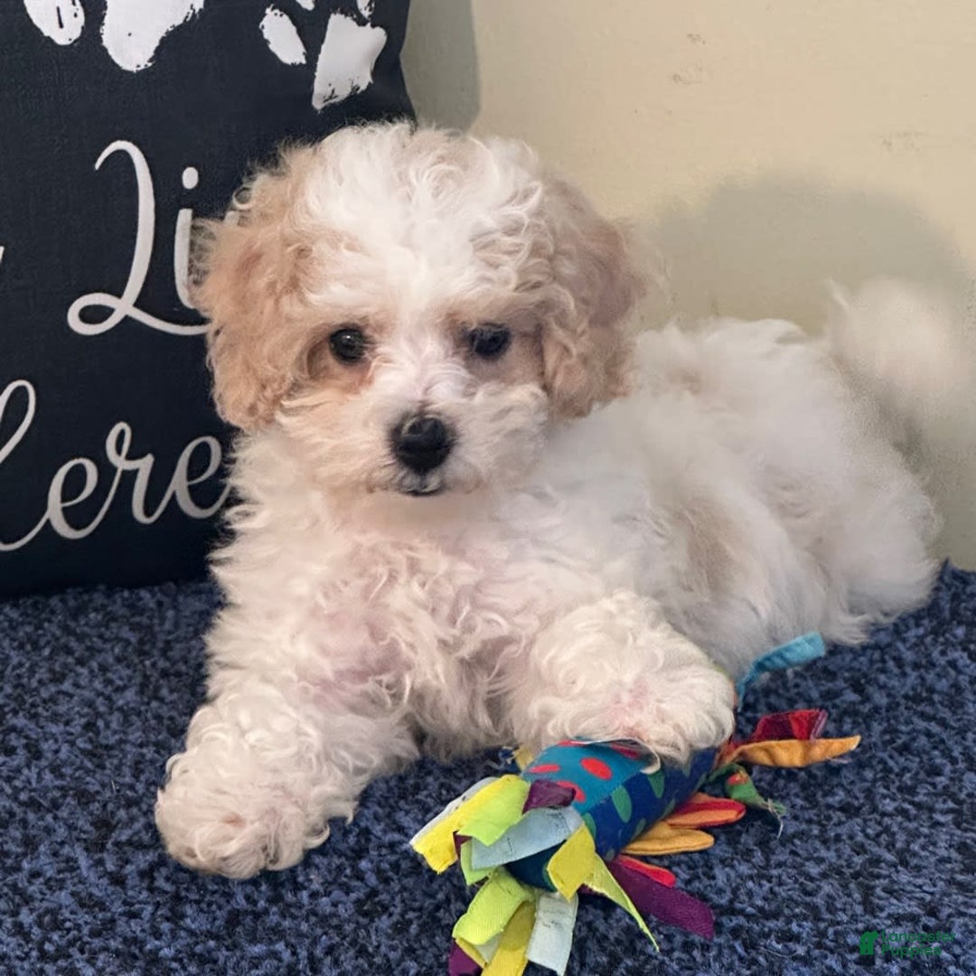 Cavachon dogs for sale: Annabelle - Image 1
