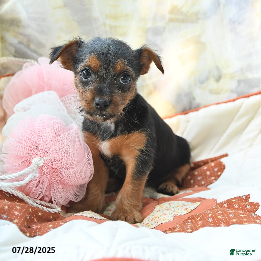 Yorkshire Terrier dogs for sale: Yorkshire Terrier 6 puppies - Image 2